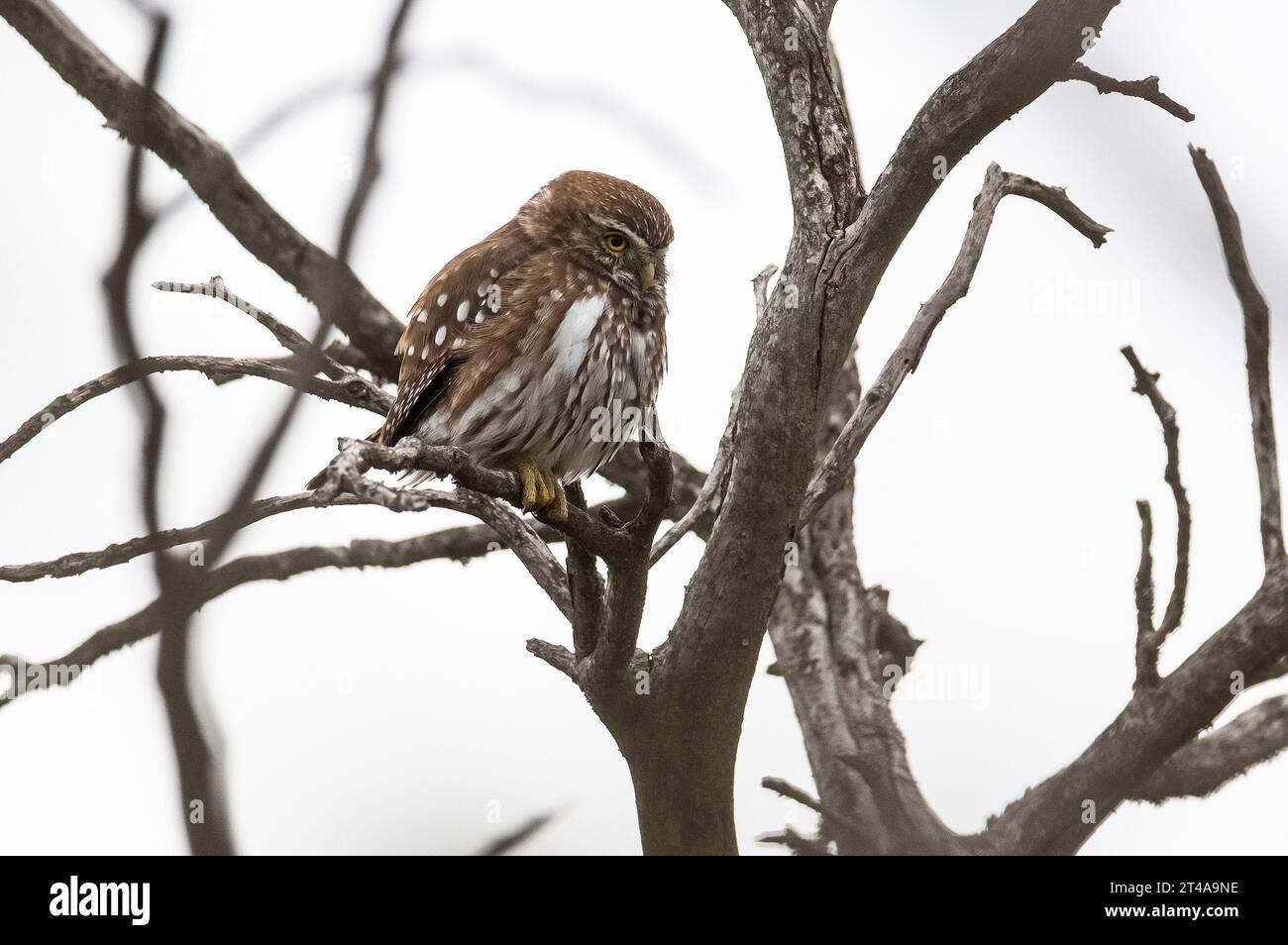 Gufo pigmeo ferruginoso, Glaucidium brasilianum, foresta di Calden, provincia di la Pampa, Patagonia, Argentina. Foto Stock