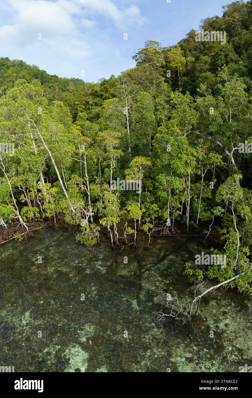 Una foresta di mangrovie cresce sul bordo di un'isola calcarea a Raja Ampat, Indonesia. Le mangrovie sostengono l'elevata biodiversità marina presente nell'area. Foto Stock