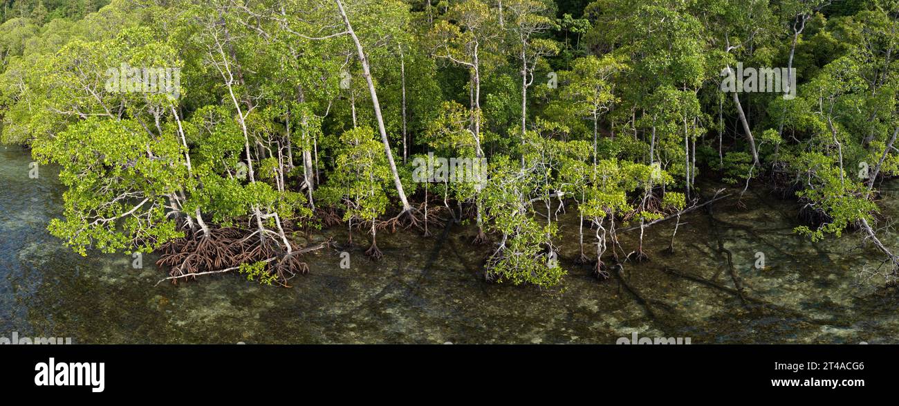 Una foresta di mangrovie cresce sul bordo di un'isola calcarea a Raja Ampat, Indonesia. Le mangrovie sostengono l'elevata biodiversità marina presente nell'area. Foto Stock