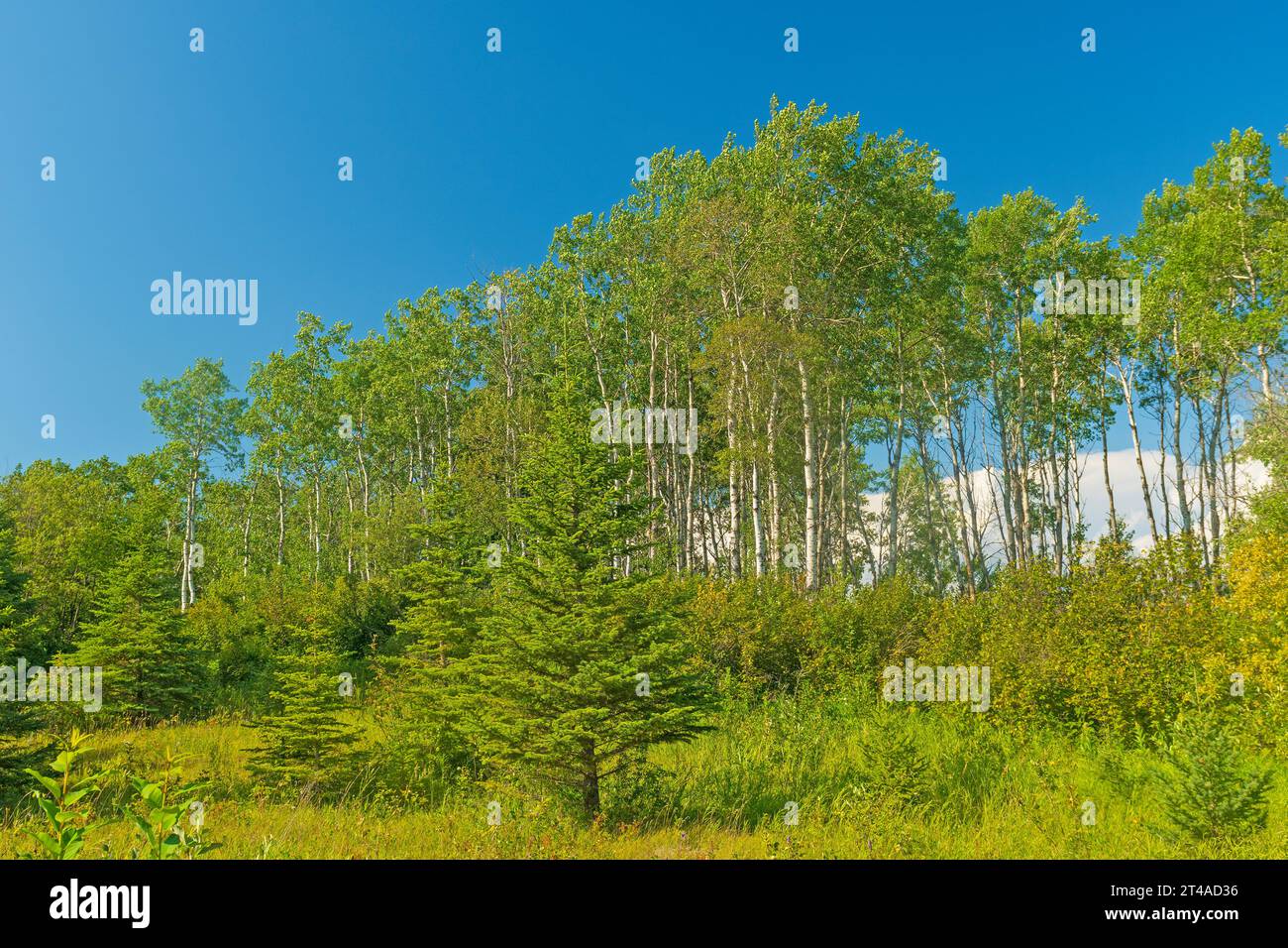 Alti alberi di betulla in Canada nel Riding Mountain National Park in Manitoba Foto Stock