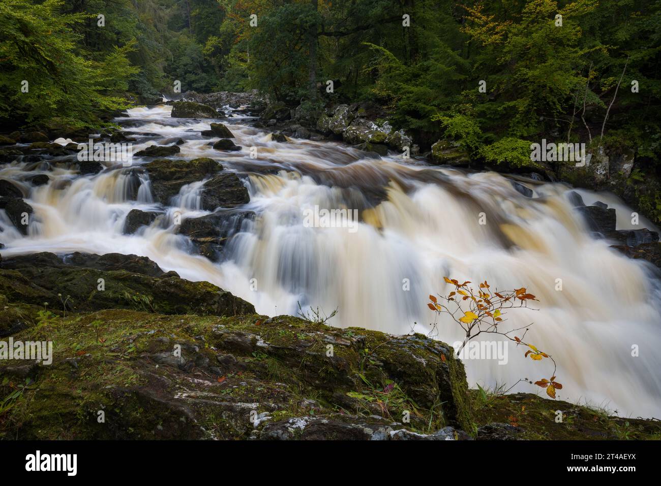 Black Linn Falls, l'Hermitage, Dunkeld, Perthshire, Scozia Foto Stock