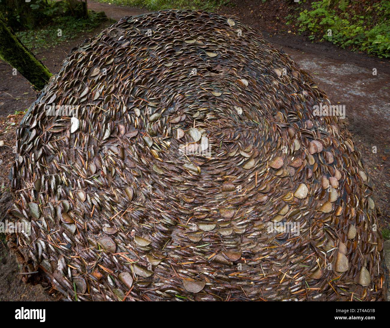 Ceppo di monete all'hermitage, Perthshire, Scozia Foto Stock