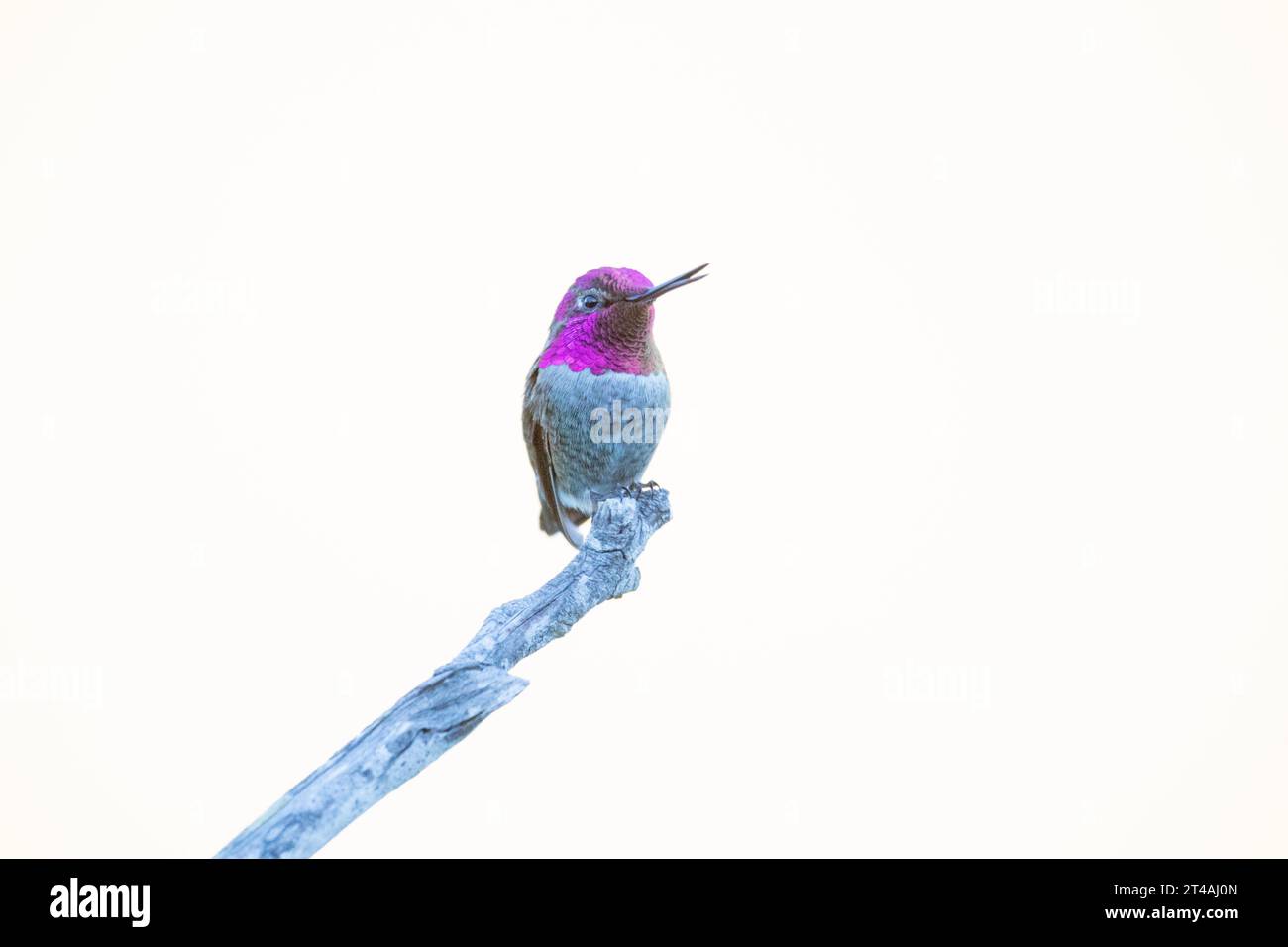 Anna's male Hummingbird su Perch Beak Open Foto Stock