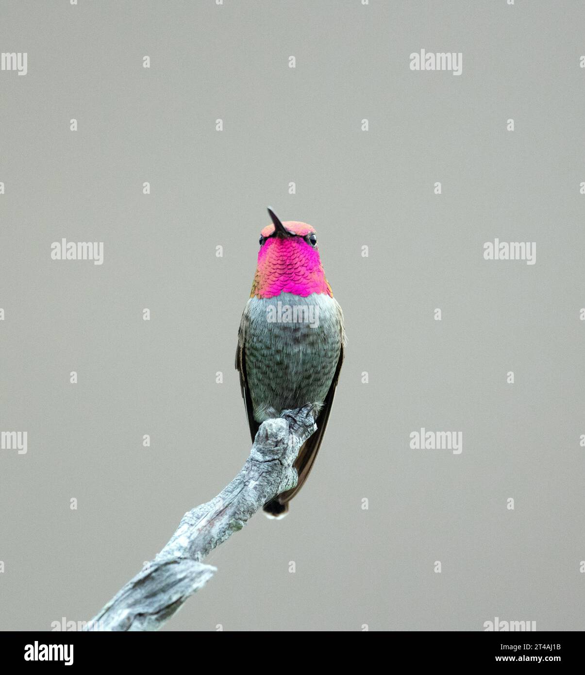 Il colibrì maschio di Anna sul persico Foto Stock