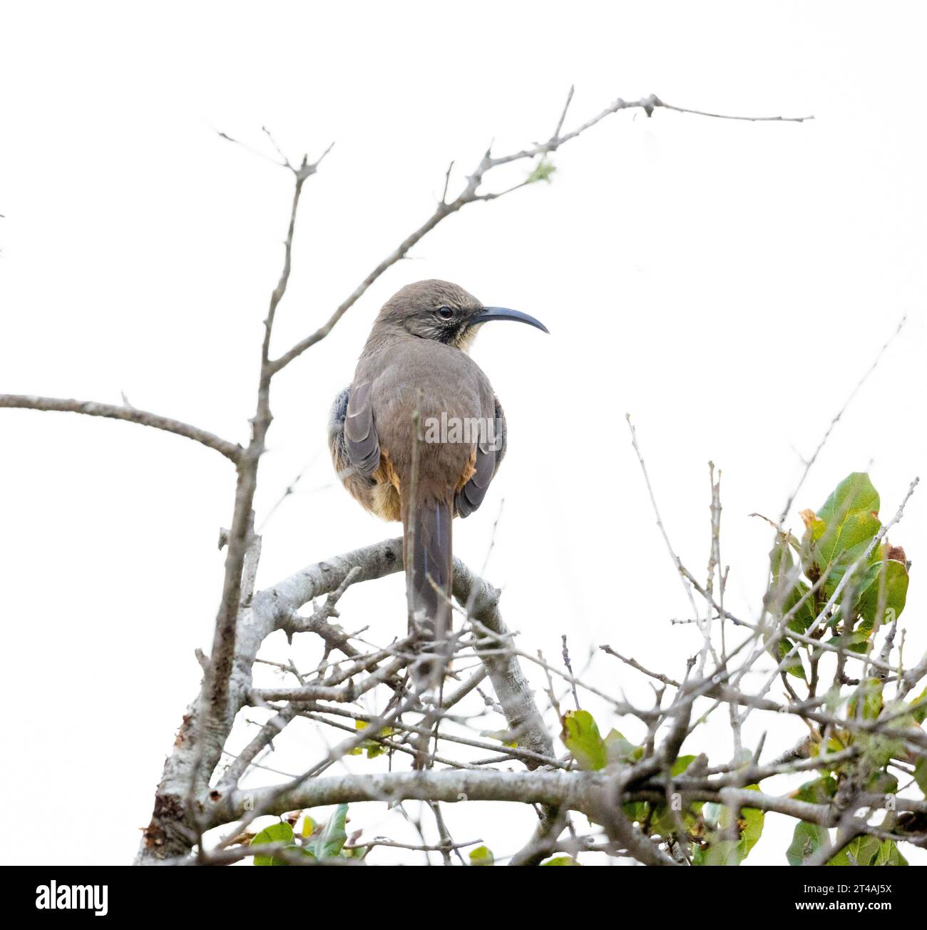 California Thrasher che guarda dietro le spalle Foto Stock