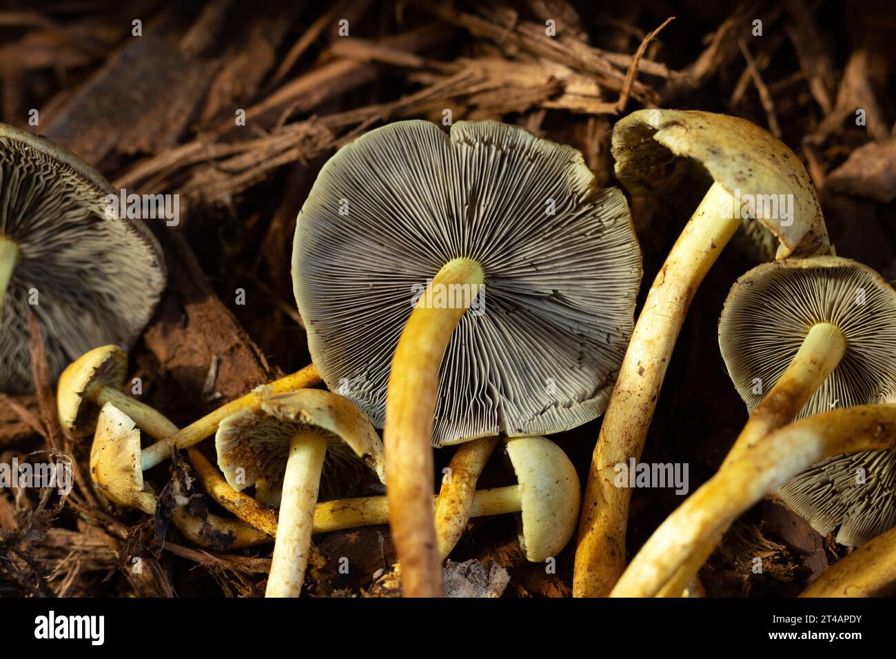 Funghi Hypholoma fasciculare. Foto Stock