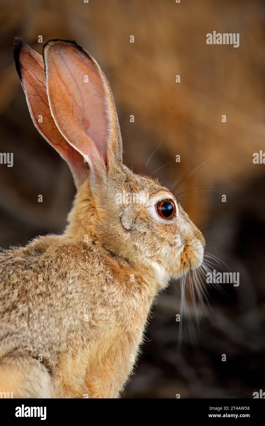 Ritratto di una lepre del capo (Lepus capensis) con lunghe orecchie e grandi occhi, Sudafrica Foto Stock