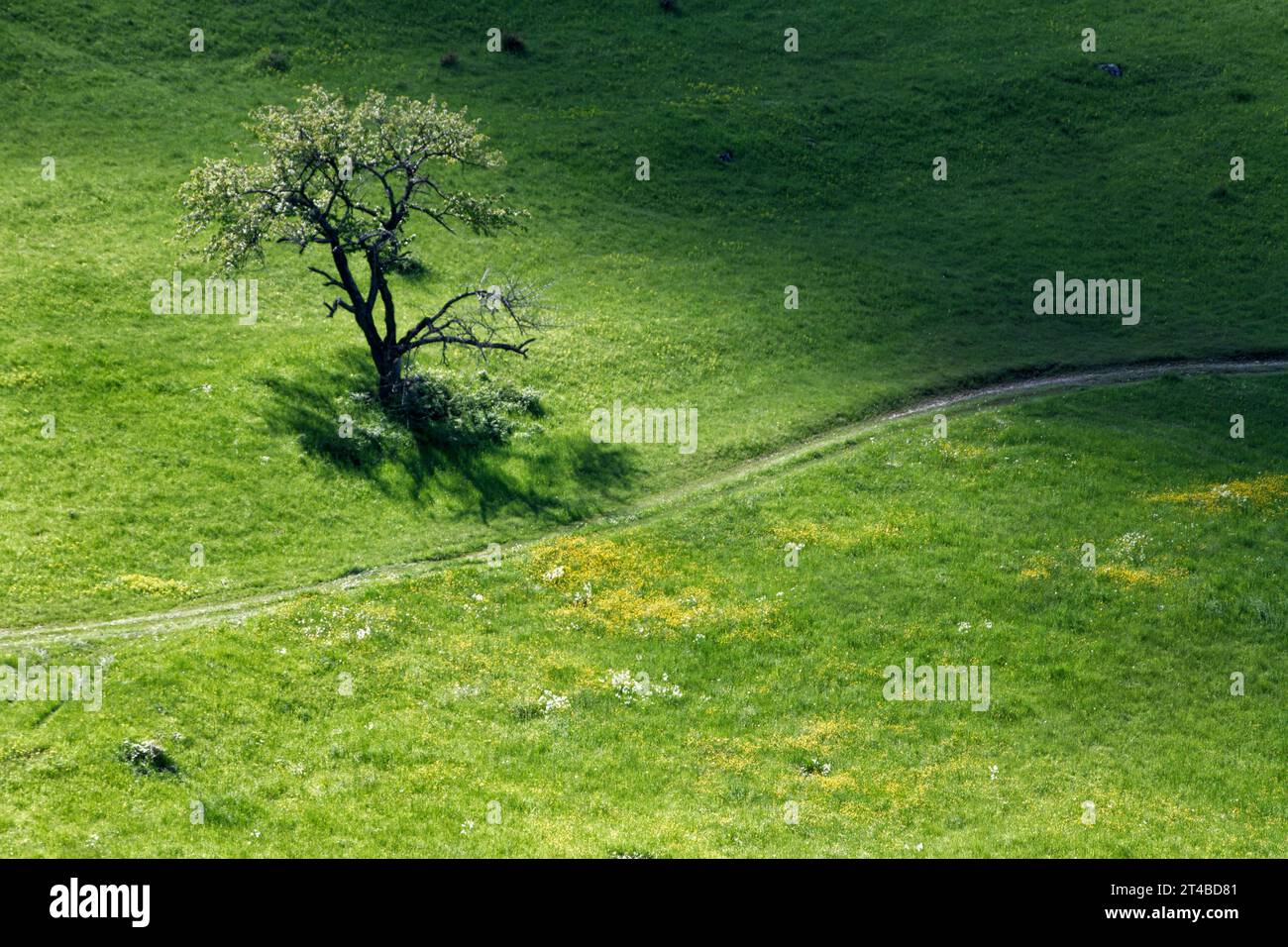Prato primaverile, paesaggio con albero novellato, sentiero curvo, Alb sveva, Owen, Baden-Württemberg, Germania, Europa Foto Stock