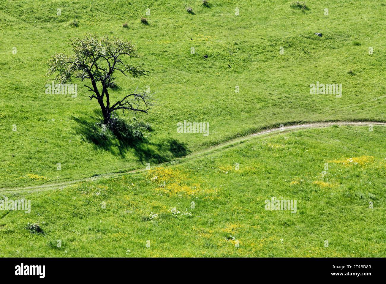 Prato primaverile, paesaggio con alberi novellati, sentiero curvo, Alb sveva, Owen, Baden-Wuerttemberg, Germania Foto Stock
