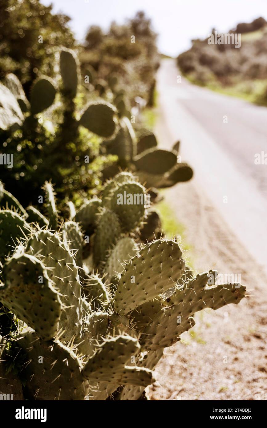 Cespugli di pere di cactus (Opuntia ficus indica) sul lato di una strada, Bari Sardo, Ogliastra, Sardegna, Italia Foto Stock