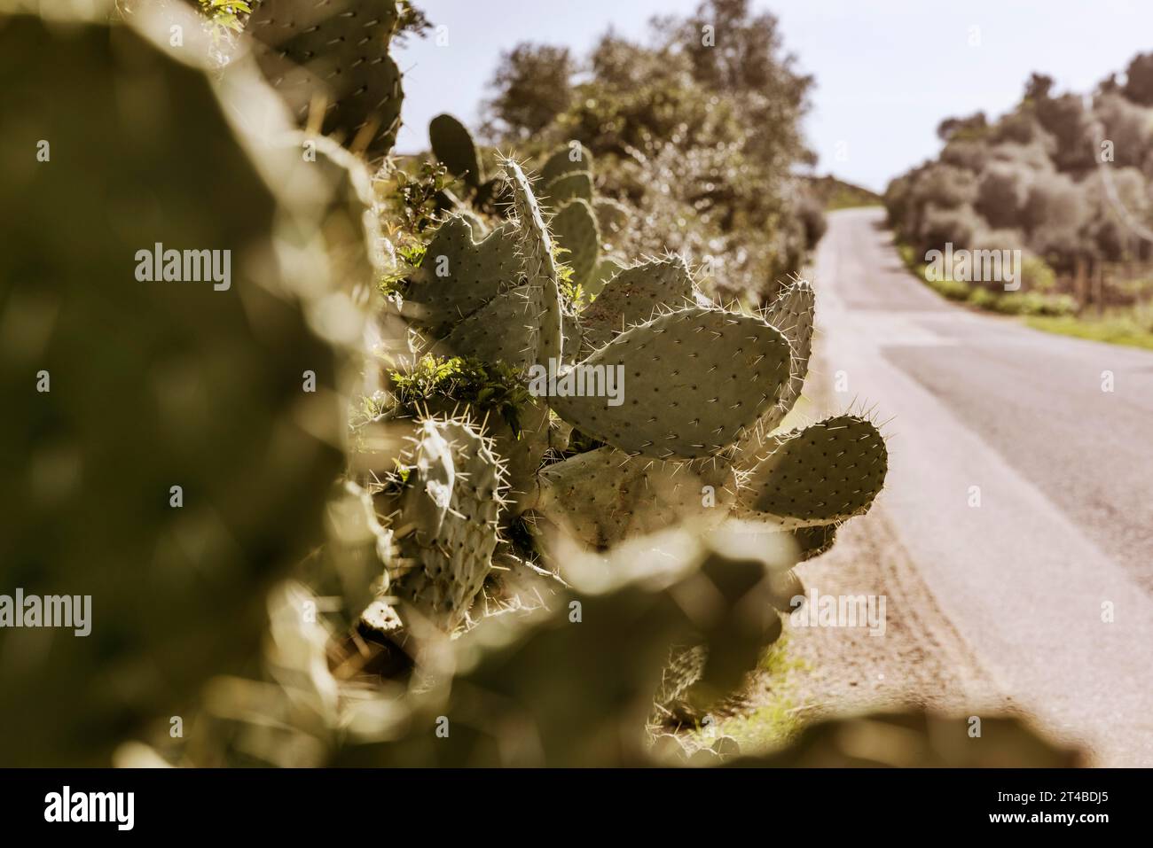 Cespugli di pere di cactus (Opuntia ficus-indica) sul lato di una strada, Bari Sardo, Ogliastra, Sardegna, Italia, Europa Foto Stock