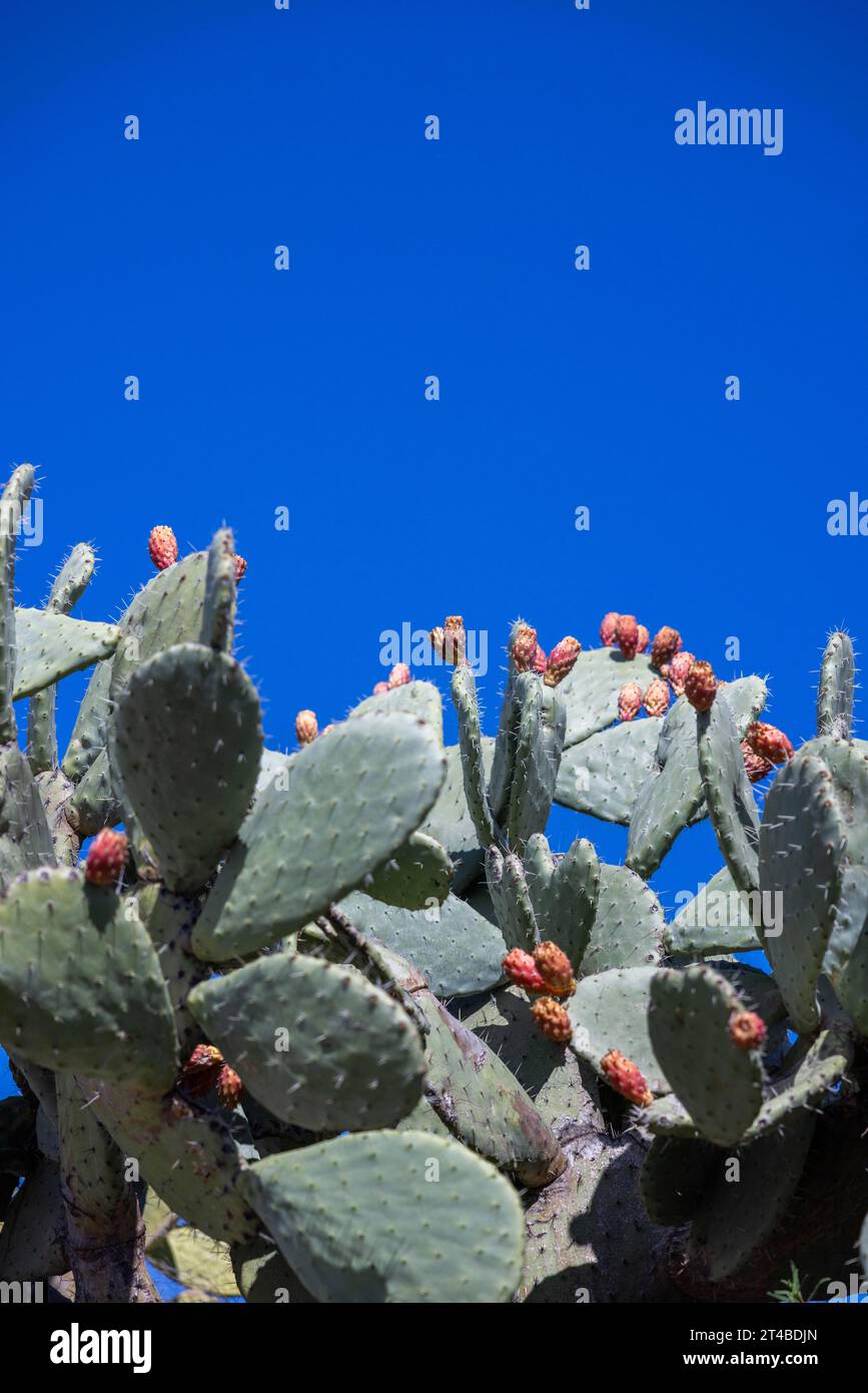 Pera di Cactus (Opuntia ficus-indica) con fichi addossati a un cielo azzurro, Bari Sardo, Ogliastra, Sardegna, Italia Foto Stock