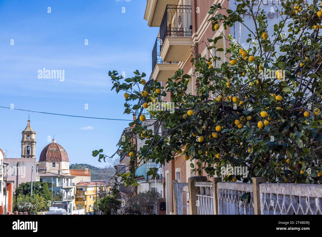 Limone con limoni maturi in un giardino anteriore in città, Bari Sardo, Ogliastra, Sardegna, Italia Foto Stock