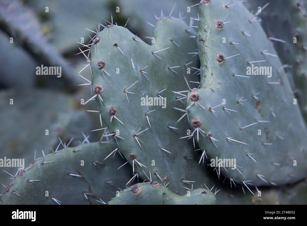 Pera di cactus (Opuntia ficus-indica) con frutti rossi, fichi, Bari sardo, Ogliastra, Sardegna, Italia Foto Stock