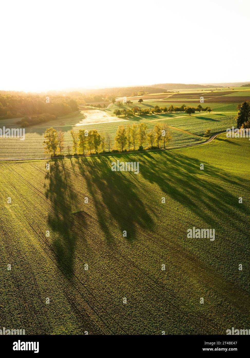 Fila di betulle alla luce dell'alba, Gechingen, Foresta Nera, Germania Foto Stock