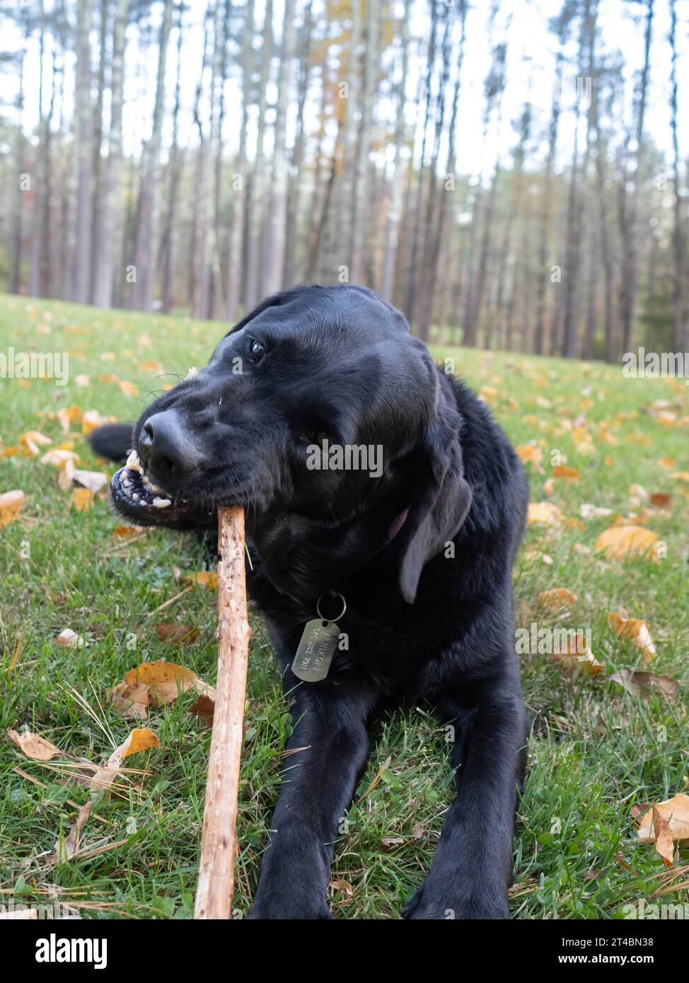 Black Labrador Retriever masticare un bastone durante una passeggiata. Foto Stock
