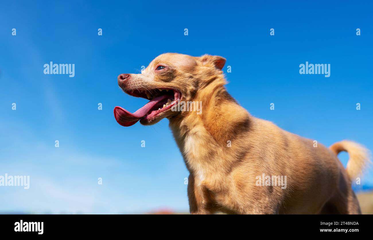 Cane di razza Toy Terrier sullo sfondo del cielo blu. Cammina all'aperto con il cane. Foto Stock