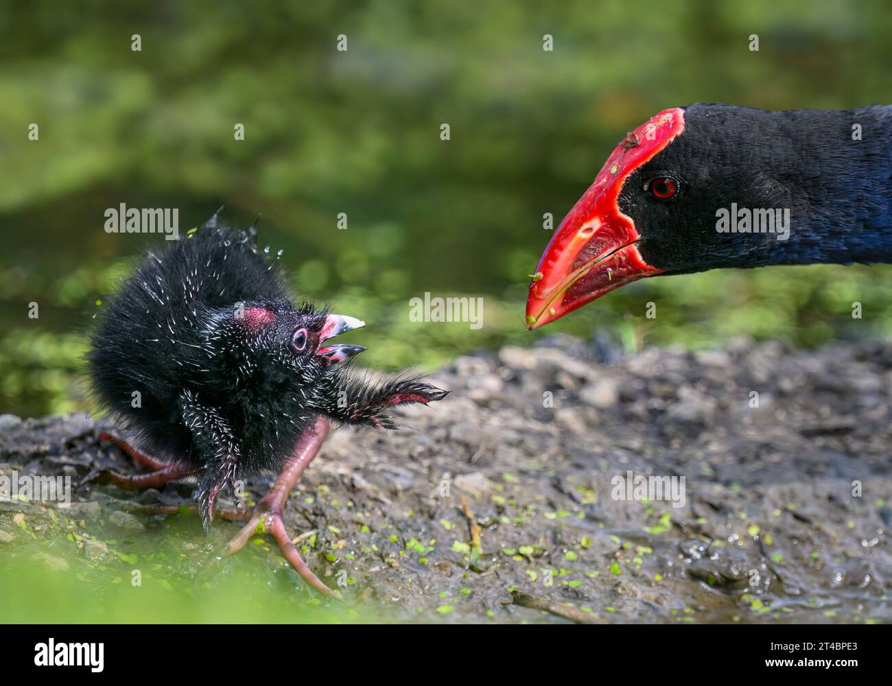 Piccolo uccello Pukeko che gira la testa per salutare la madre Pukeko. WESTERN Springs Park, Auckland. Foto Stock