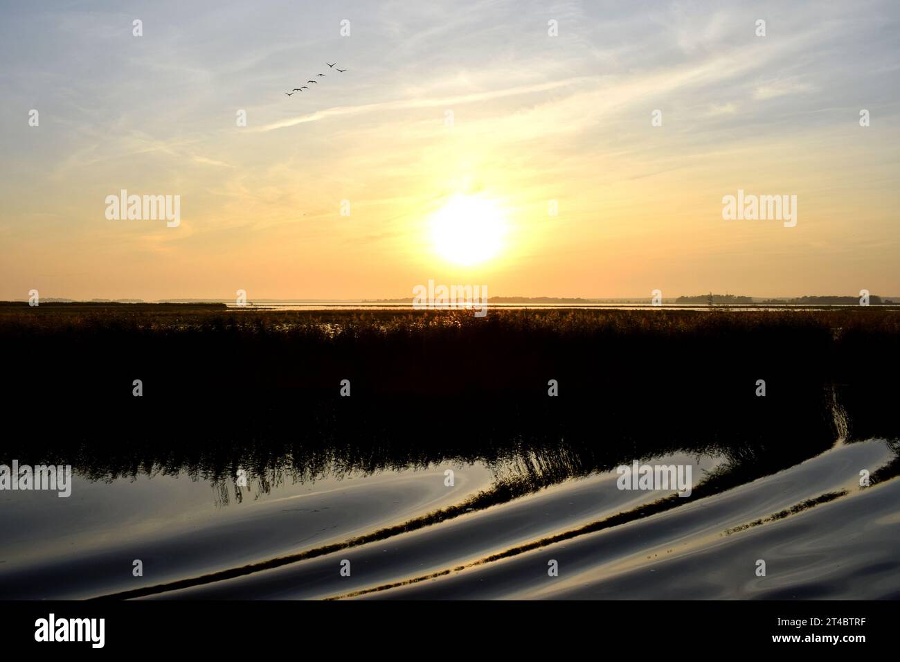 Sagome di stormo di gru che volano nel giallo tenue e arancione tramonto sul Mar Baltico in Germania con onde di prua che riflettono l'acqua calma al crepuscolo Foto Stock