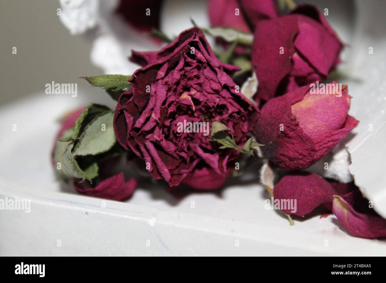 ROSE SECCHE Foto Stock