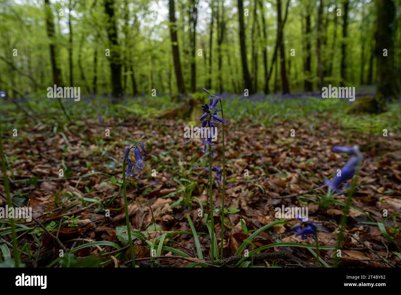 Campane blu nelle antiche faggete di Forest Fawr a Castell Coch, Galles Foto Stock