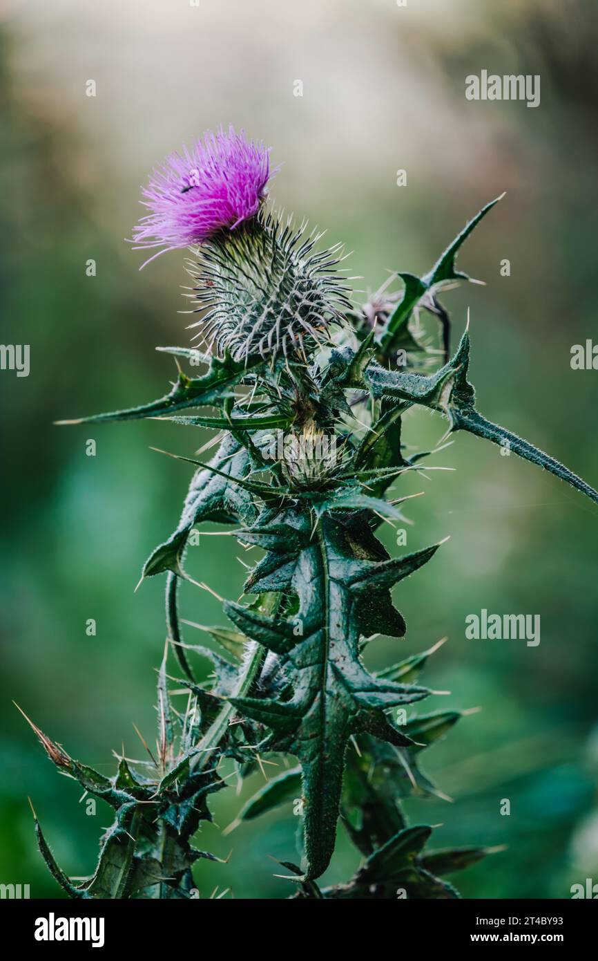 Primo piano di un cardo comune nella foresta vicino ad Allegre nel centro della Francia (alta Loira) Foto Stock