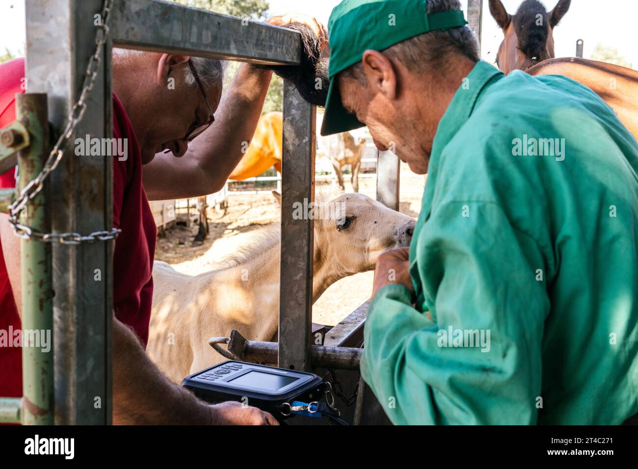 due veterinari maschi che esaminano una cavalla con l'ecografia Foto Stock