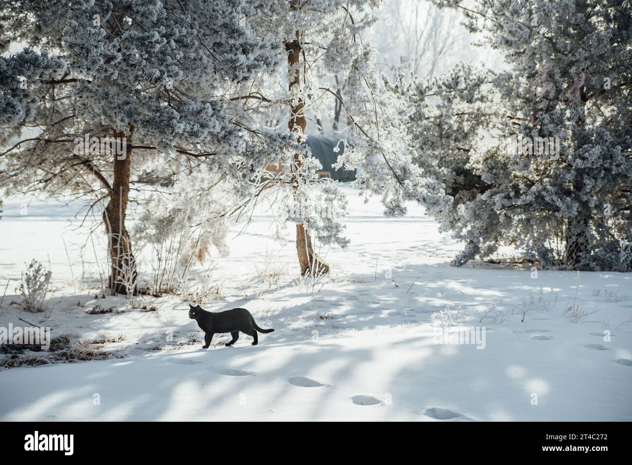 Il gatto nero si staglia in un paesaggio nevoso con alberi ghiacciati e br Foto Stock