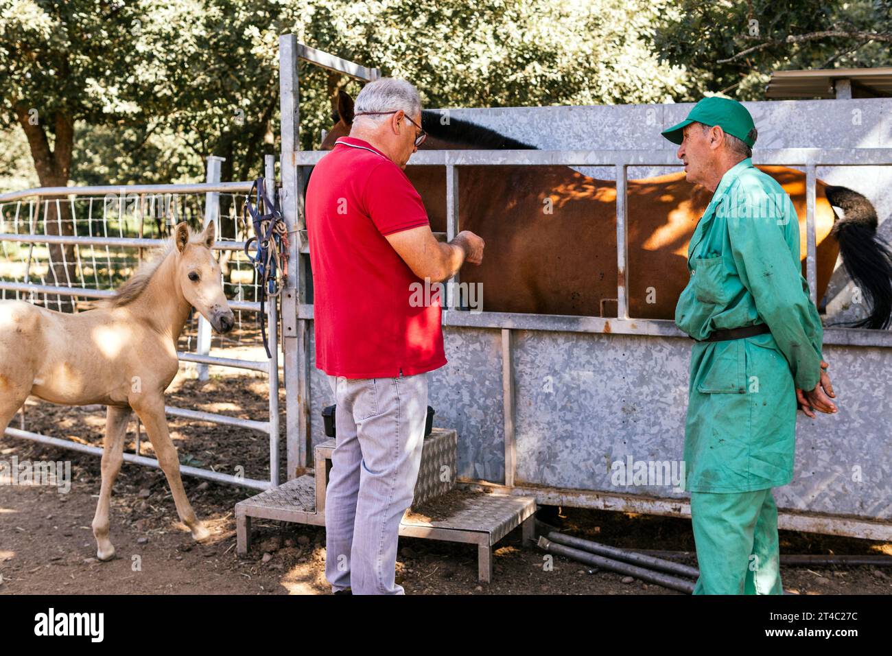 uomo che parla con il veterinario vicino a mare e puledro all'aperto Foto Stock