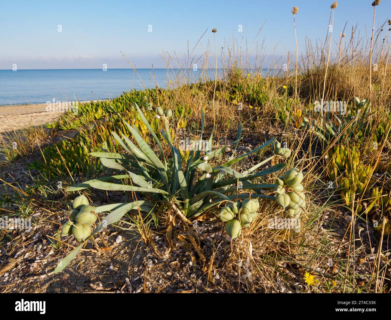 Hemerocallis Day Lily pianta con baccelli di semi che crescono sulle dune di sabbia sulla costa settentrionale di Corfù Isole Ionie Grecia - possibile fuga da giardini Foto Stock