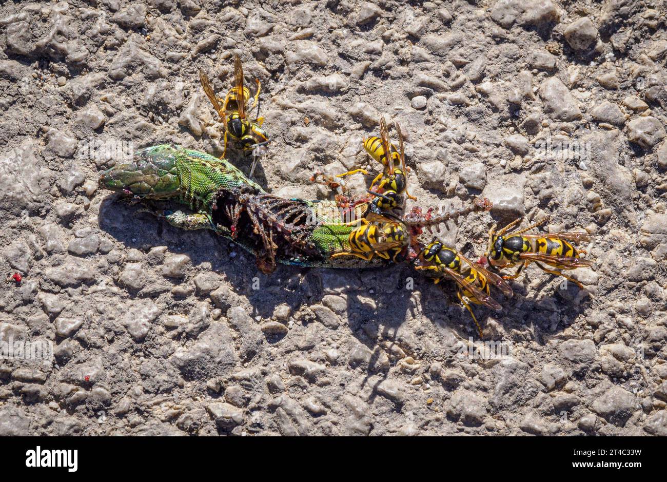 Le vespe che divorano una lucertola di strada uccidono a Corfù in Grecia Foto Stock