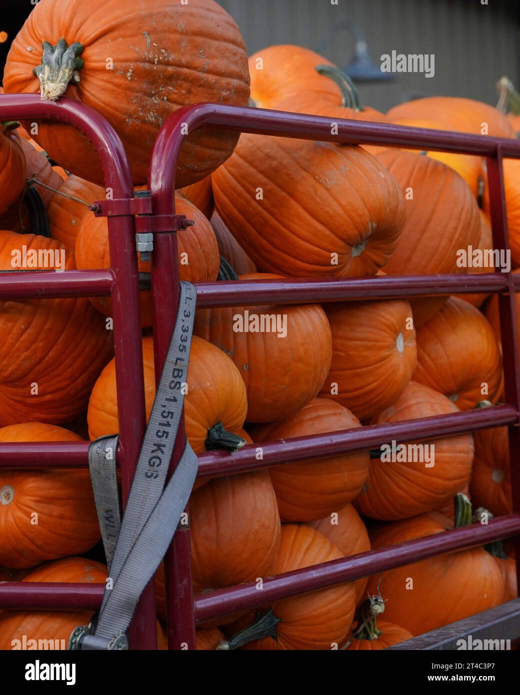 Un rimorchio pieno di zucche Foto Stock