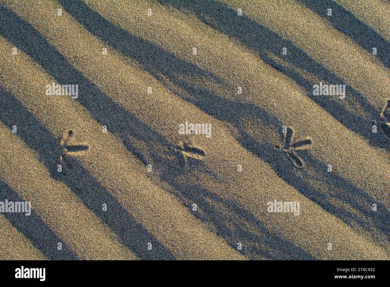 Primo piano di increspature nella sabbia con le impronte di un uccello Foto Stock