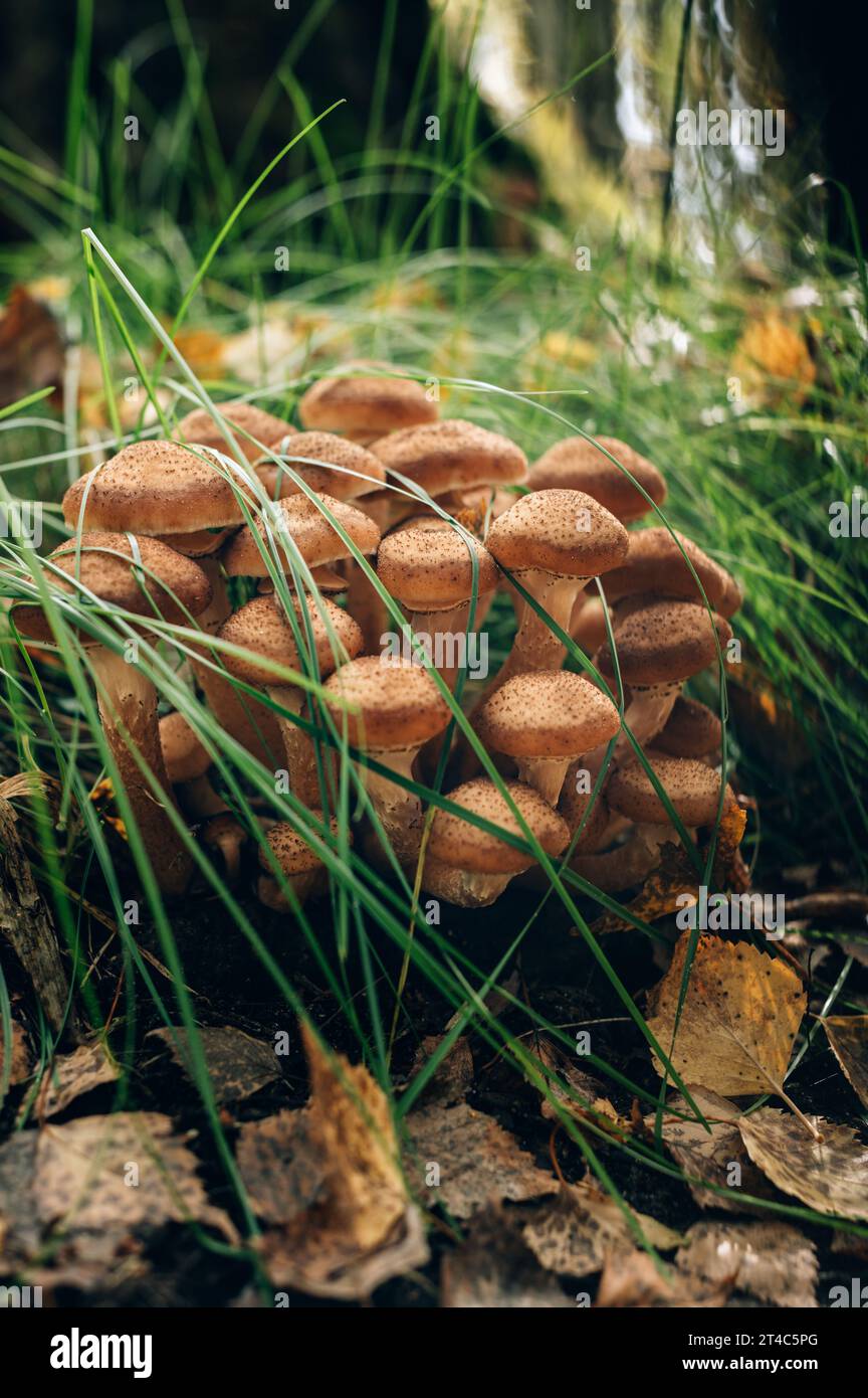 Funghi freschi al miele della foresta Foto Stock