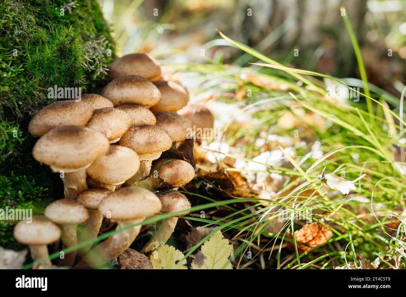 Funghi freschi al miele della foresta Foto Stock