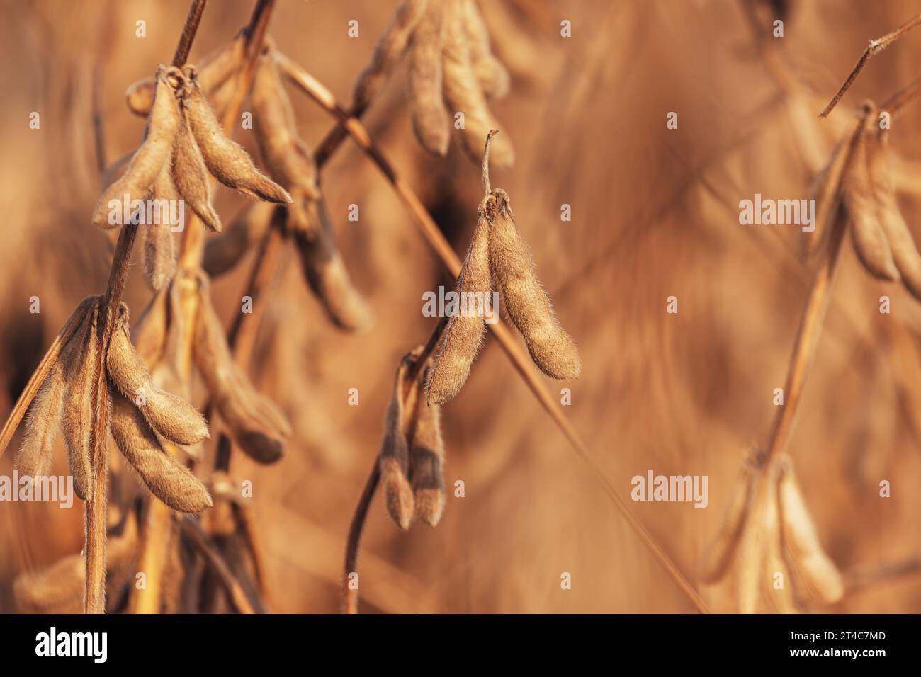 Crescita della soia, baccelli maturi di Glycine max raccolti pronti per il raccolto in una piantagione al tramonto estivo. Messa a fuoco selettiva. Foto Stock