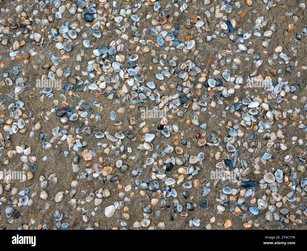 Conchiglie sulla spiaggia di sabbia. Molti tipi di conchiglie sulla sabbia. Foto Stock