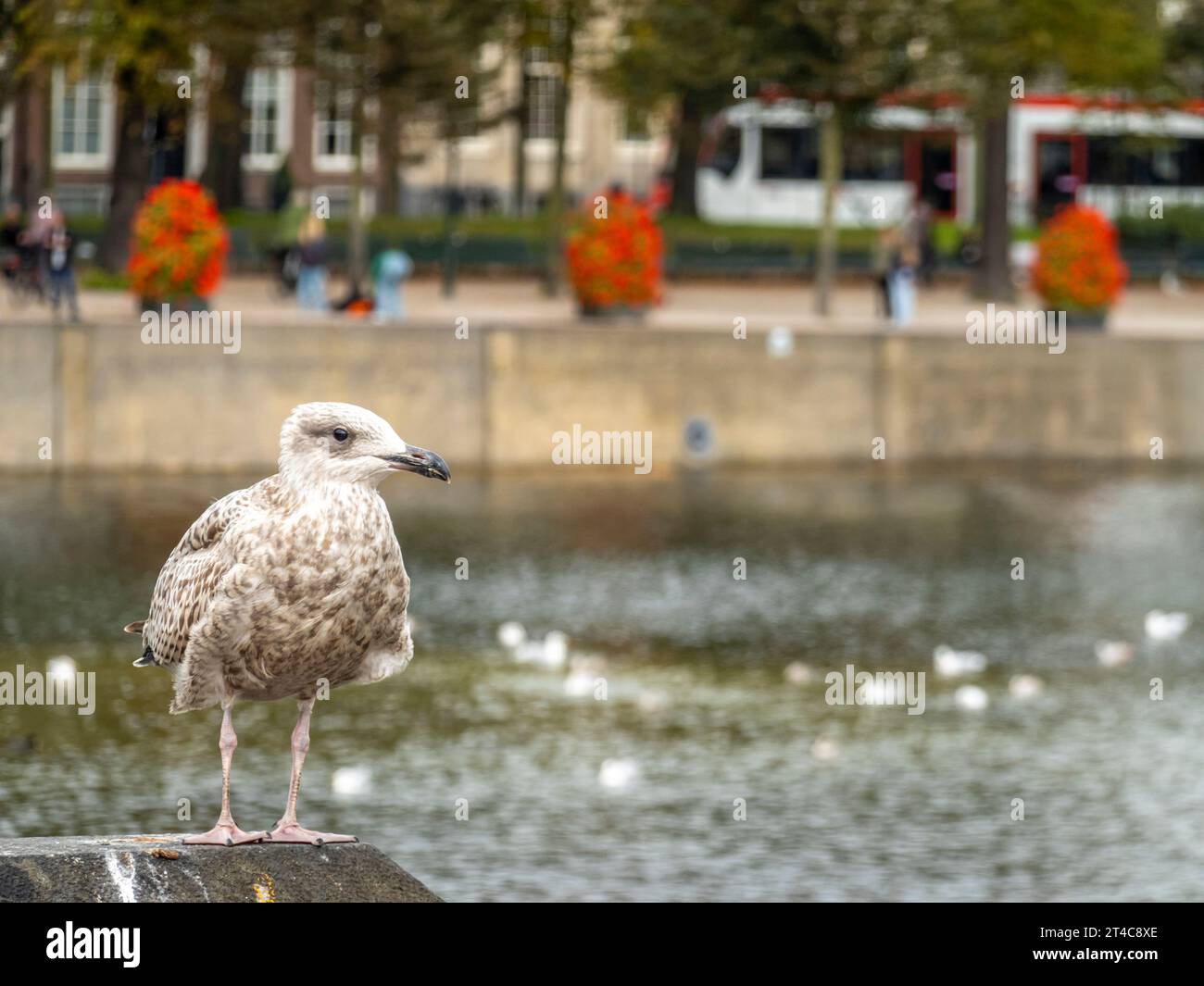 Gabbiano in piedi presso il canale Hohvijfer a l'Aia, Den Haag. Foto Stock