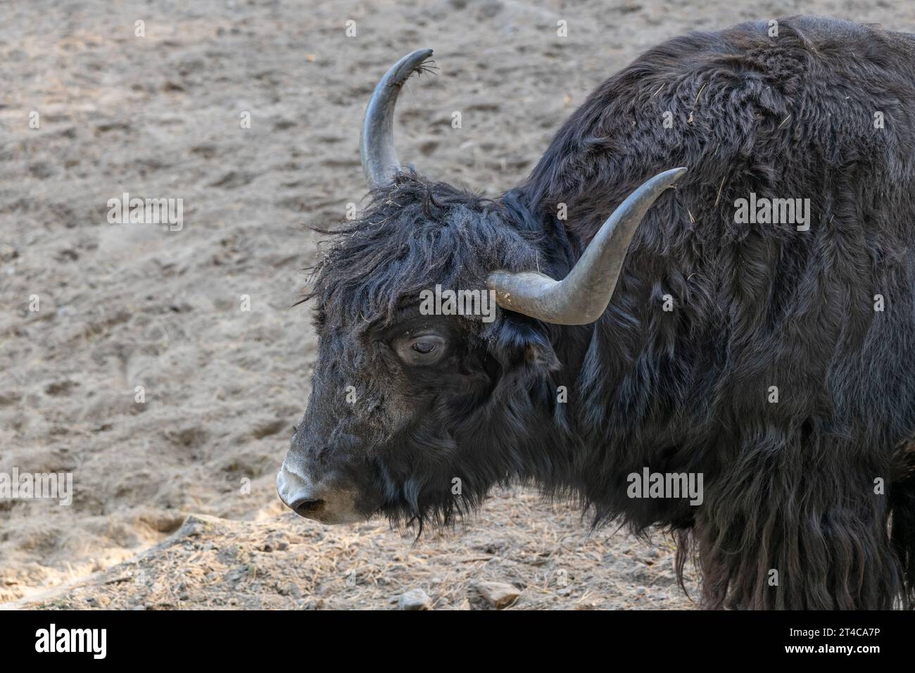 Lo yak domestico (Bos grunniens), noto come bue tartarico, bue grattugiato o bestiame peloso, bestiame addomesticato nella famiglia Bovidae, regione nativa: Hig Foto Stock