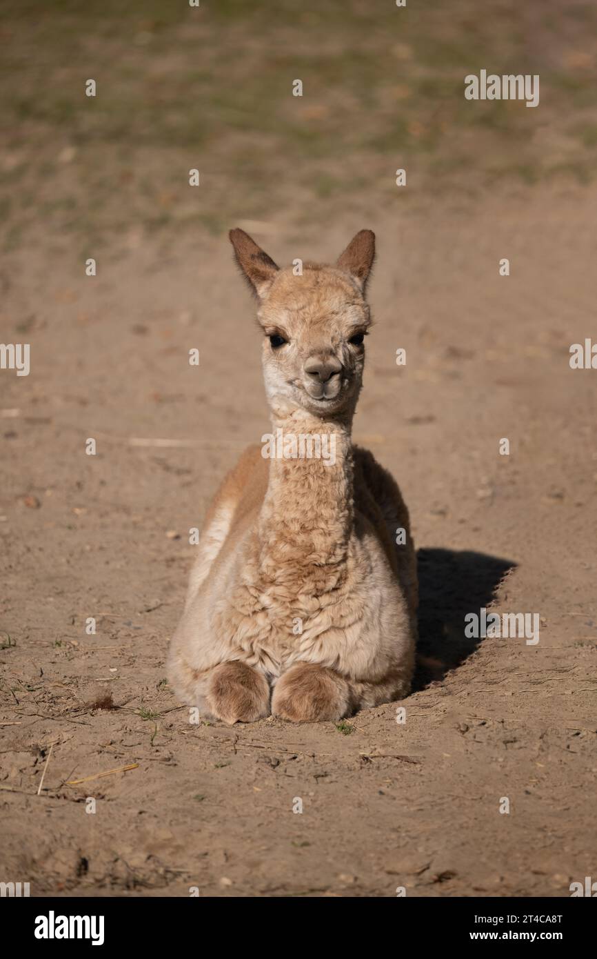 Cammello dromedario (Camelus dromedarius) giovane vitello siede a terra, altri nomi: Cammello somalo, cammello arabo o cammello a una sola ondata, ungulato nel f Foto Stock