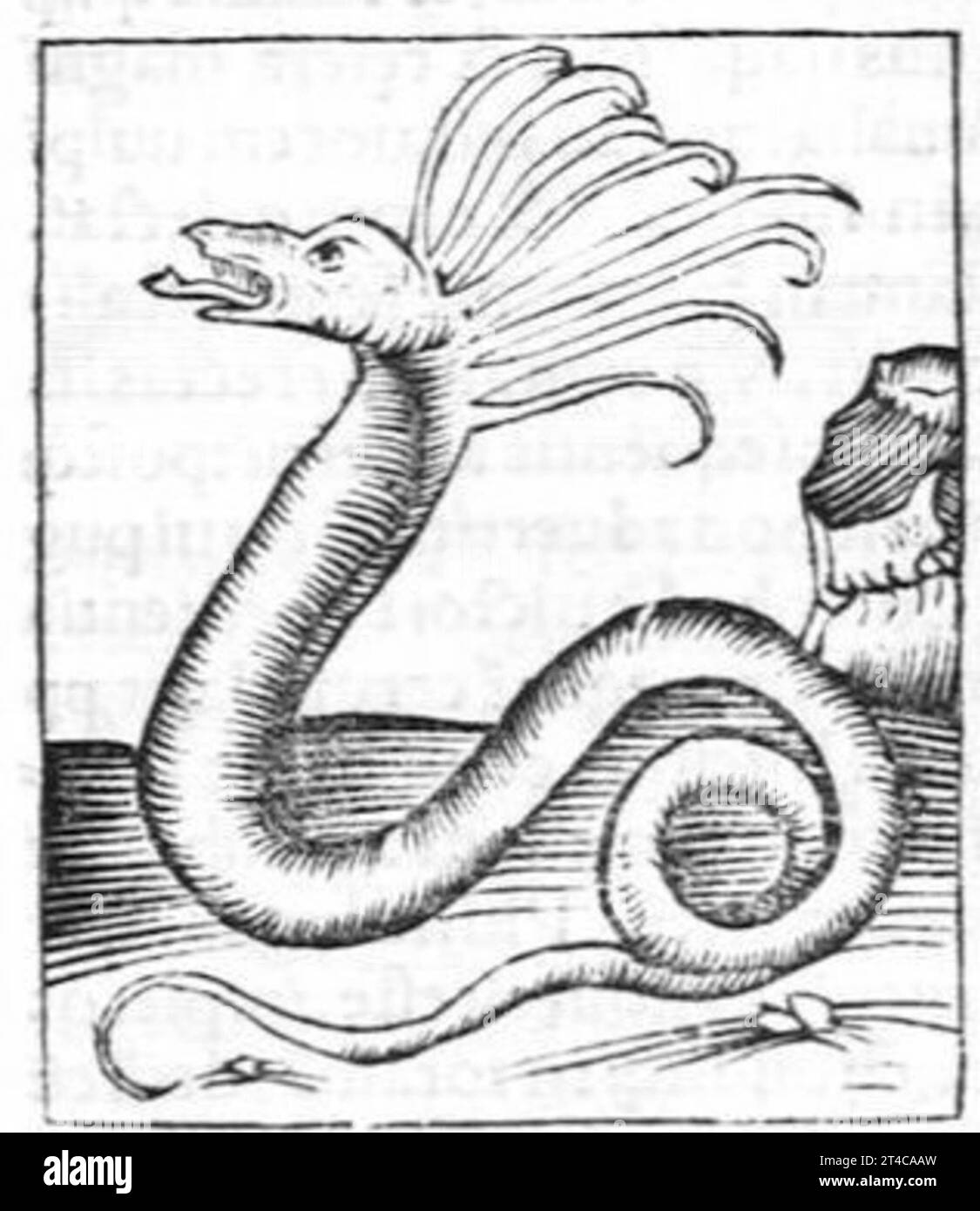 Hortus sanitatis, quatuor libris haec quae snbsequuntur complectens Foto Stock