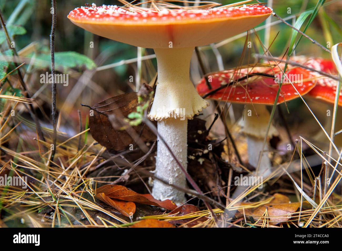 Mosca funghi agarici (lat. Amanita muscaria), Renania settentrionale-Vestfalia, Germania. Fliegenpilze (lat. Amanita muscaria), Nordrhein-Westfalen, Deutschland. Foto Stock
