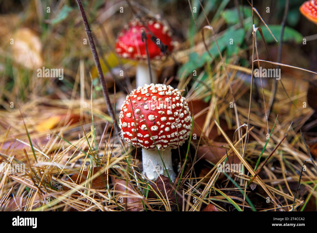 Mosca funghi agarici (lat. Amanita muscaria), Renania settentrionale-Vestfalia, Germania. Fliegenpilze (lat. Amanita muscaria), Nordrhein-Westfalen, Deutschland. Foto Stock