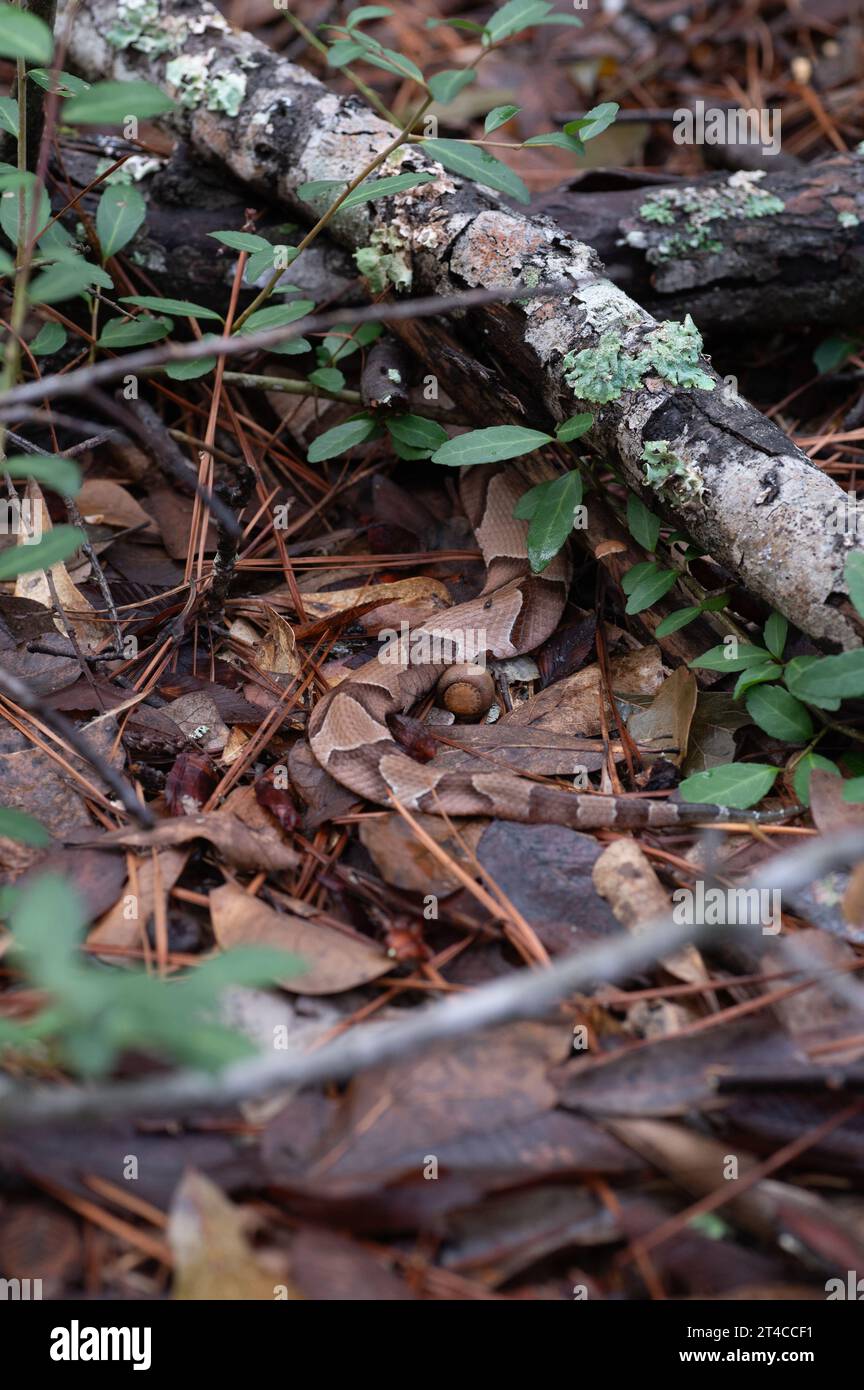 Un serpente di testa di rame meridionale, Agkistrodon contortrix, maestro del mimetismo, si è rapidamente allontanato per mettersi in salvo sotto lettiere e rami di foglie. Foto Stock