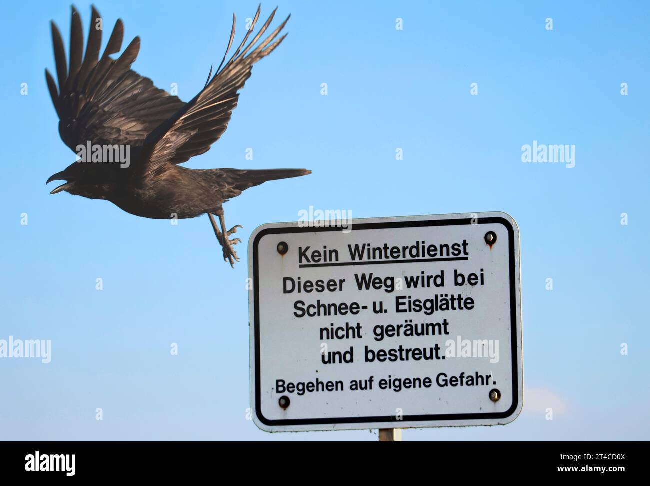 Carrion corone (Corvus corone, Corvus corone corone), partendo da un cartello 'Kein Winterdienst' e chiamando, vista laterale, Germania Foto Stock