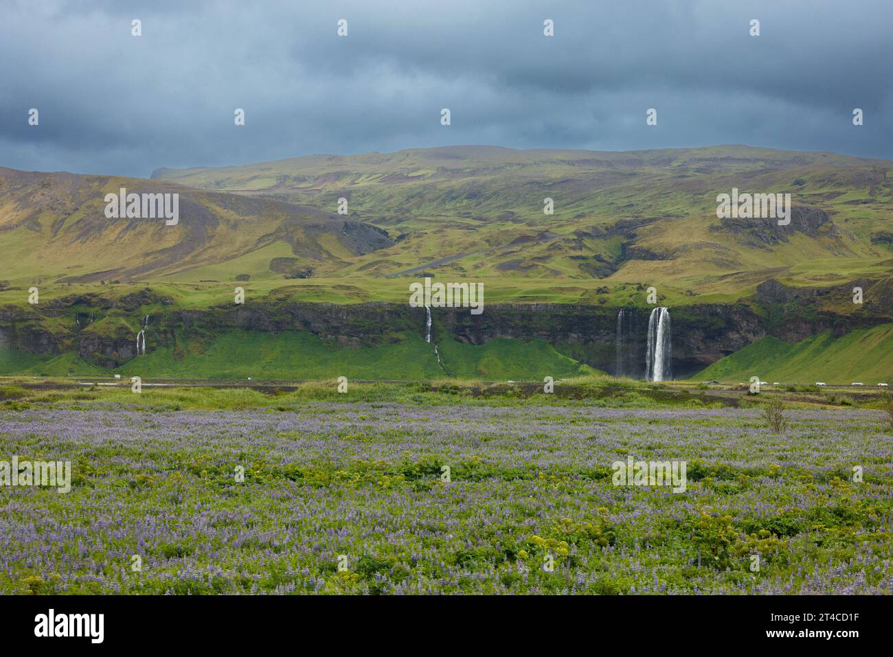 Cascata Seljalandsfoss, in primo piano un campo di lupini in fiore blu, Islanda, Rangarbing Foto Stock