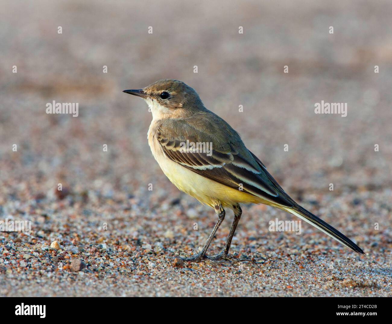 Coda di Wagtail dalla testa scura, coda di Wagtail dalla testa grigia, coda di wagtail gialla, coda di wagtail gialla occidentale (Motacilla flava thunbergi, Motacilla thunbergi), uccello immaturo Foto Stock