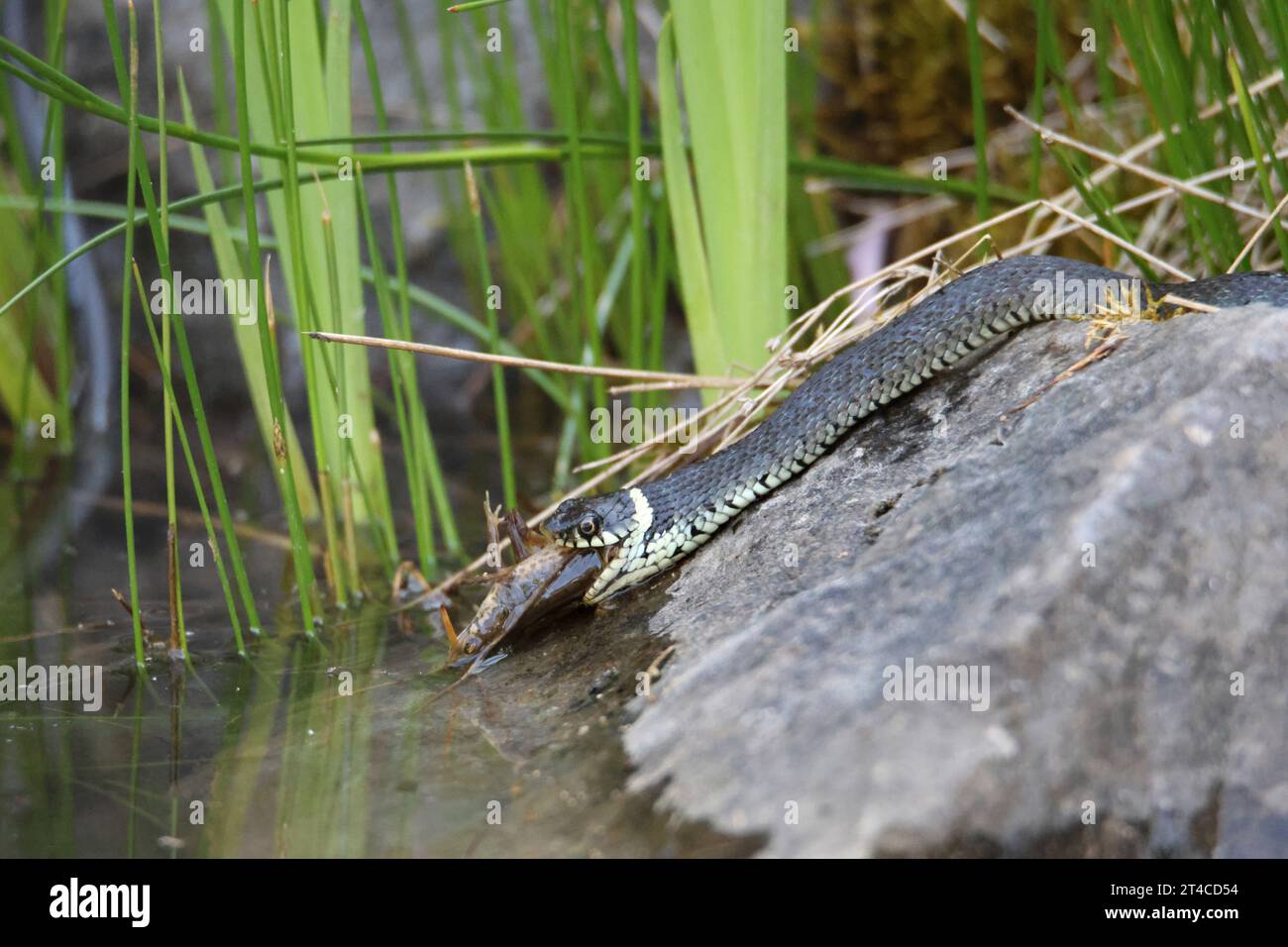 Serpente d'erba (Natrix natrix), che mangia noce catturato sul bordo dello stagno del giardino, vista laterale, Germania Foto Stock