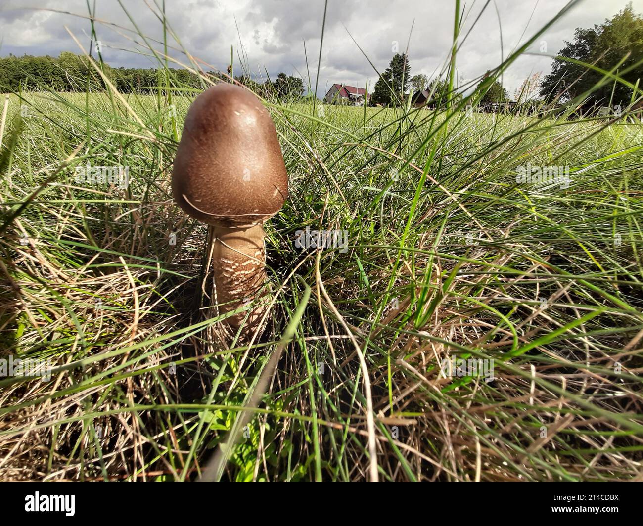 parasol (Macrolepiota procera, Lepiotia procera), corpo fruttifero, esemplare ancora giovane senza cappello sviluppato in un prato, Germania, Sassonia Foto Stock