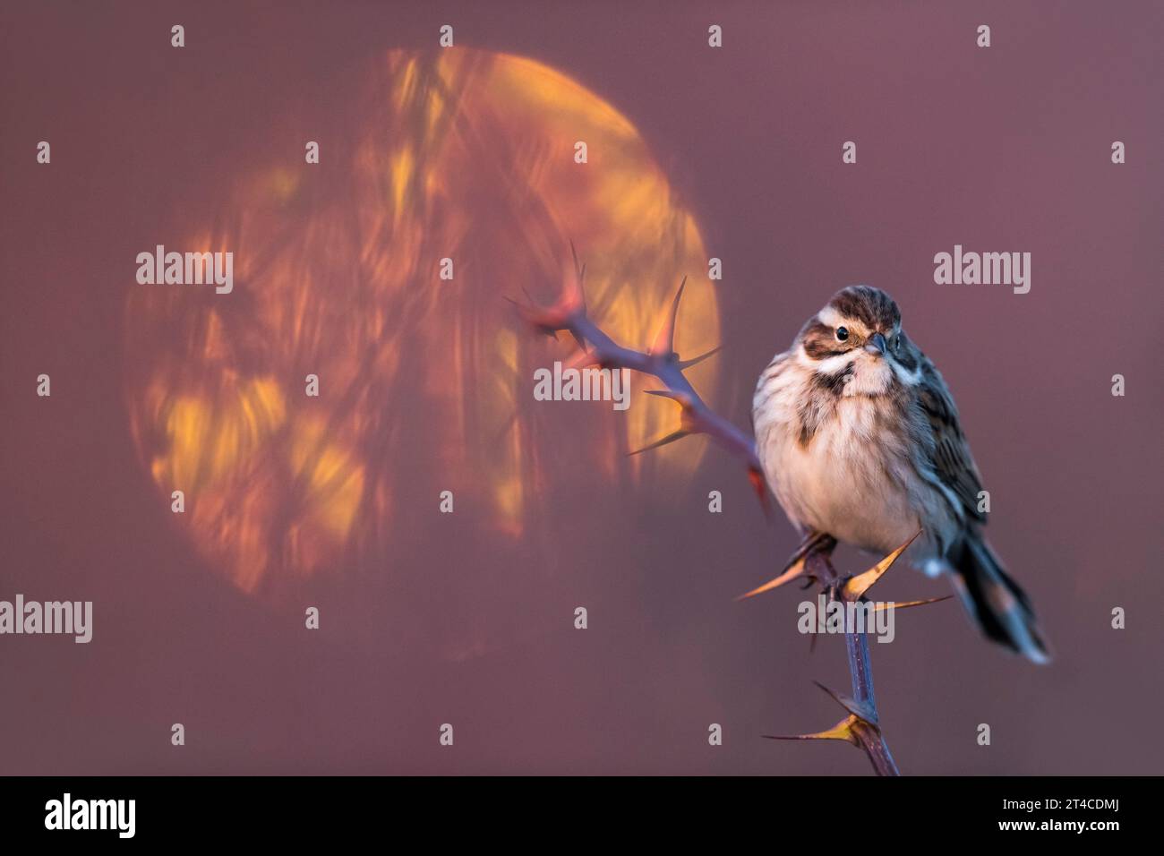 Bunting di canna (Emberiza schoeniclus), arroccato su un ramo spinoso al sorgere del sole, Italia, Toscana Foto Stock